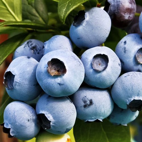 ������ ������ �������� ����   ����