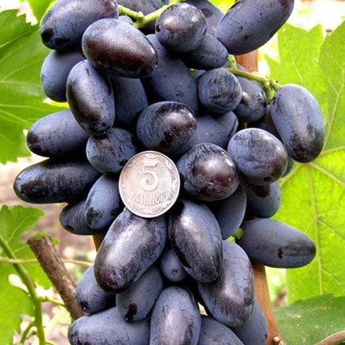 ������ ������ �������� ��������   ����