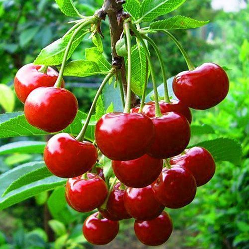 ������ ������ ����� ����������   ����