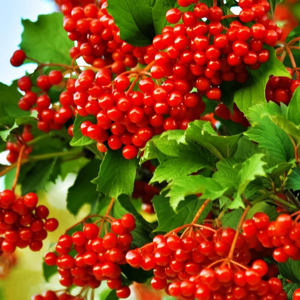 ������ ������ ������ ������� ������   ����