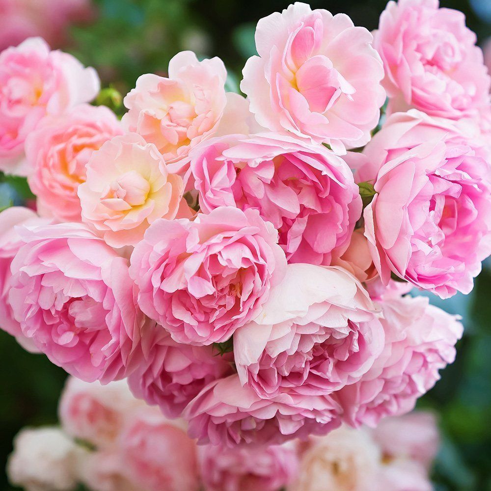 ������ ������ ���� ��������� ������   ����