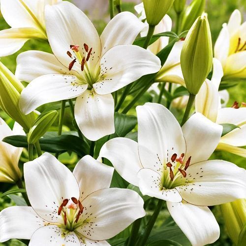 ������ ������ ����� ��-������ �������   ����