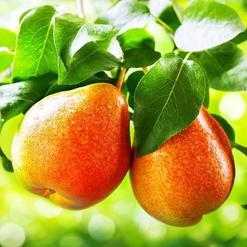 ������ ������ ����� ������� ��������   ����