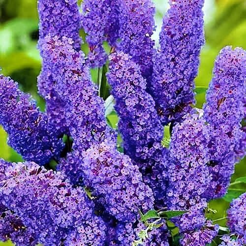 ������ ������ ������� ������ ���� ���   ����