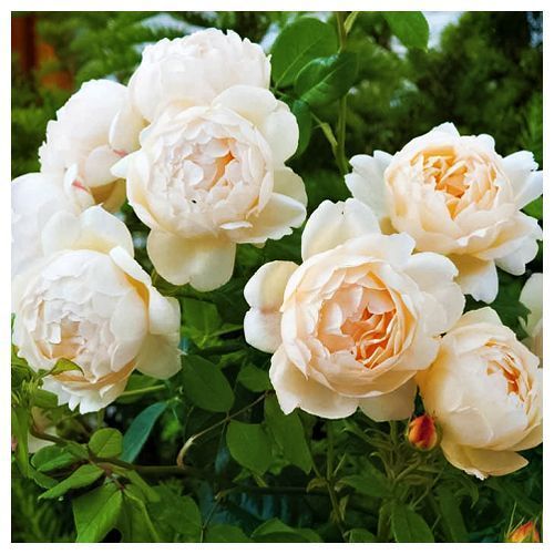 ������ ������ ���� ���������� ��������� ��� ����   ����