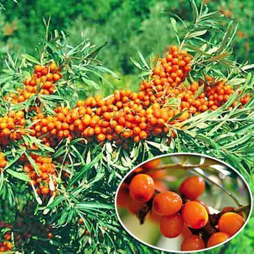 ������ ������ �������� �������   ����