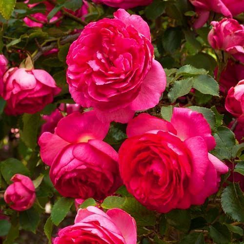 ������ ������ ���� ��������� �������� ���� �� ������   ����