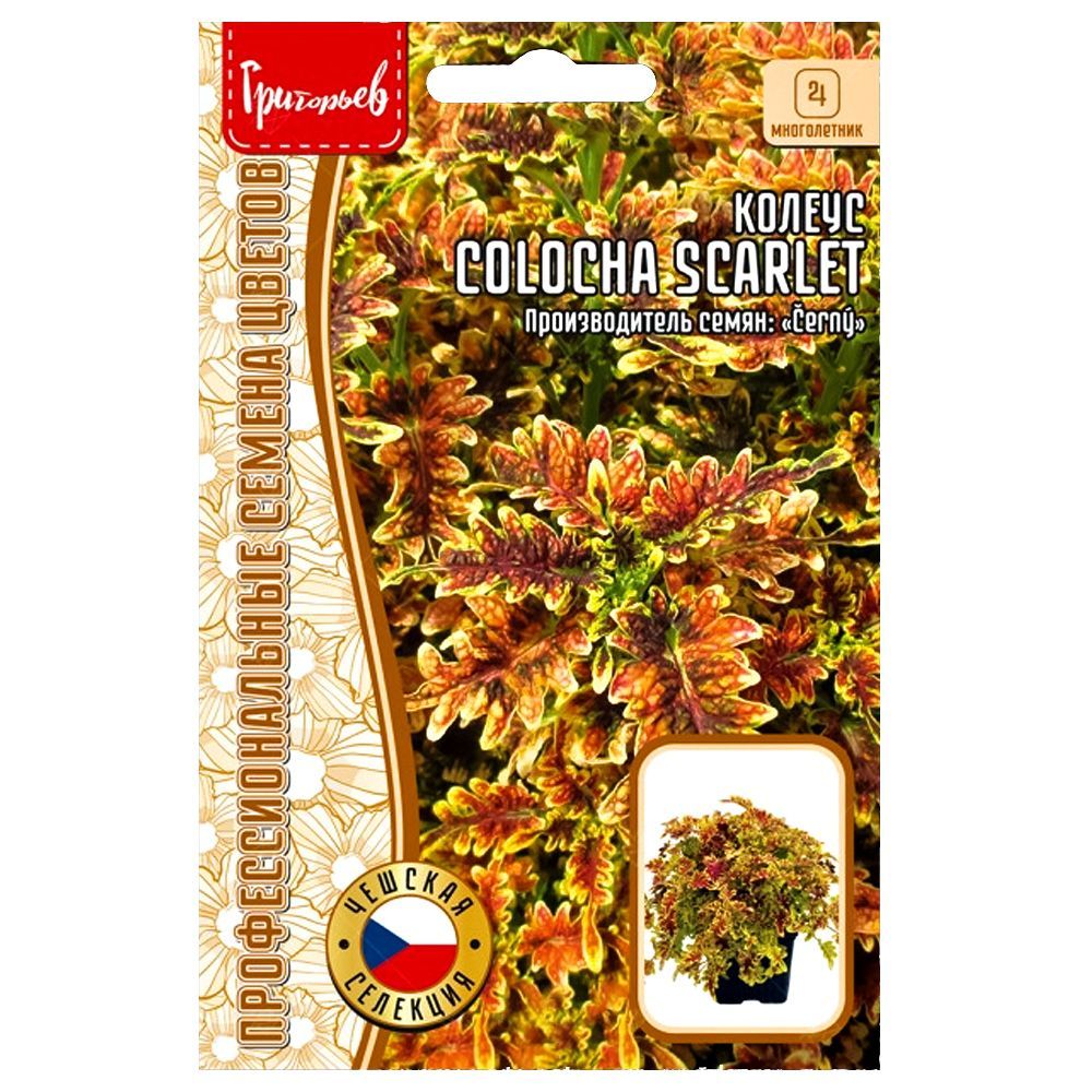 ������ ������ ������ Colocha Scarlet ������ ������   ����