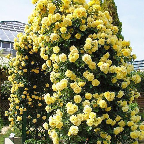 ������ ������ ���� ��������� ������ �����   ����