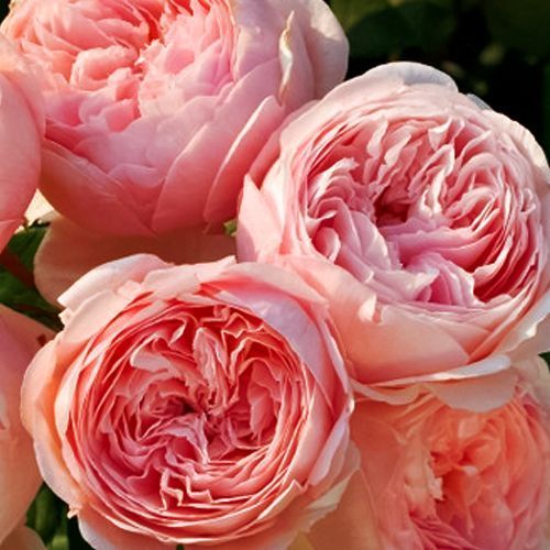 ������ ������ ���� ���������� ���������   ����