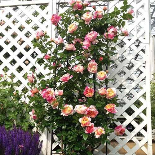 ������ ������ ���� ��������� �������������   ����