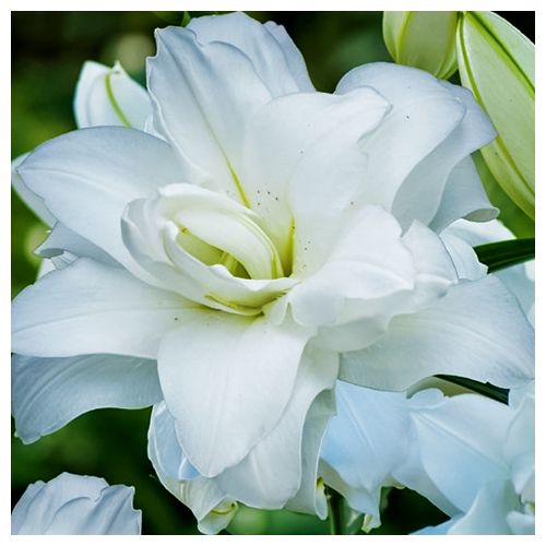 ������ ������ ����� ��������� �������� ����� �����   ����