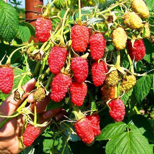 ������ ������ ������ ������������� �������� ������   ����