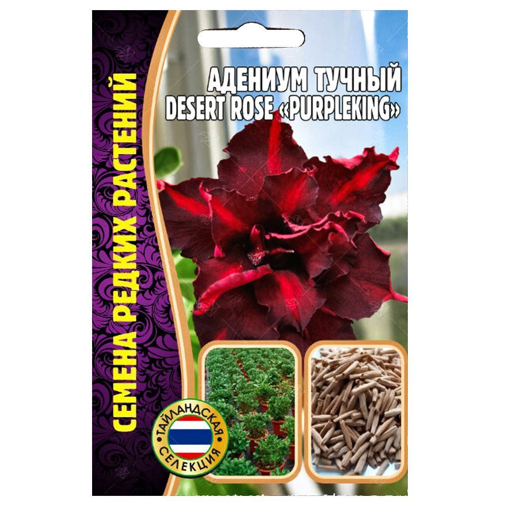   Desert Rose Purple King      -     , -, 