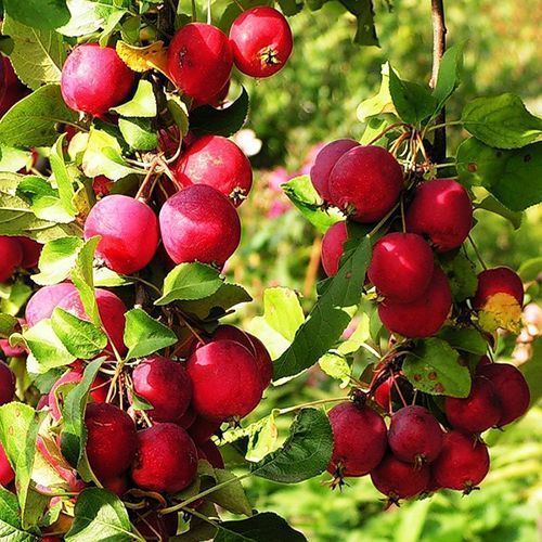 ������ ������ ������ ������� ����������   ����