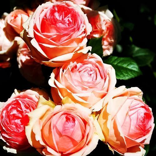 ������ ������ ���� ���� ����� ����   ����