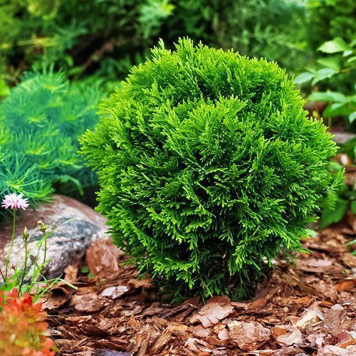 ������ ������ ��� �������� ������   ����