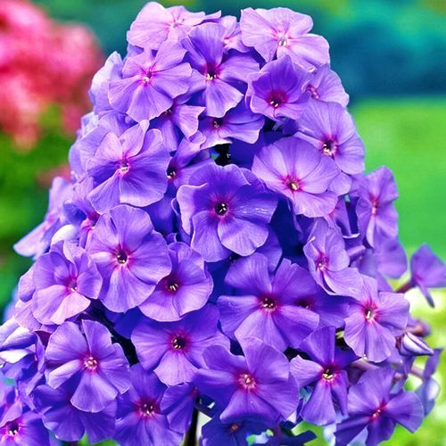 ������ ������ ����� ����������� �������   ����