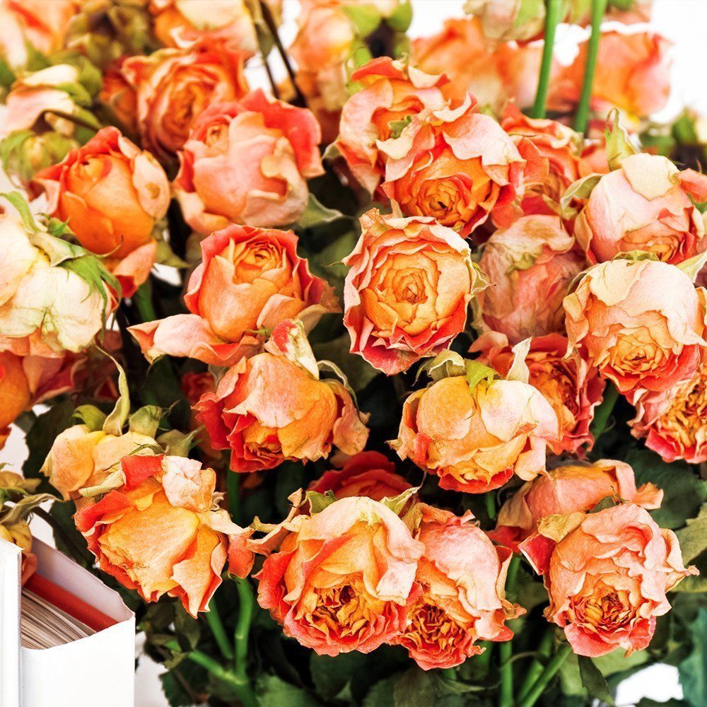 ������ ������ ���� ����� ������� ��� ����   ����