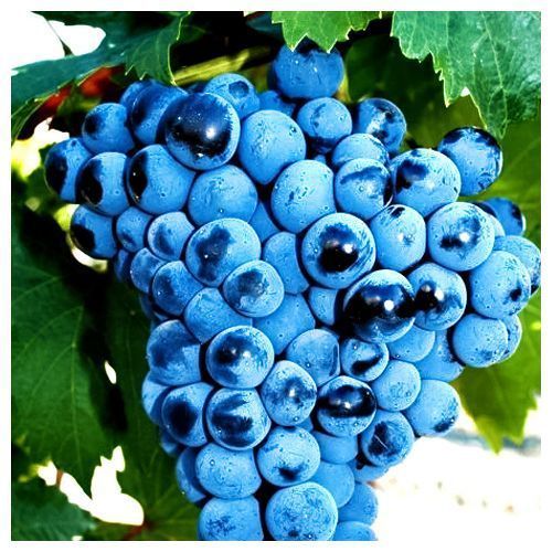 ������ ������ �������� �����������   ����