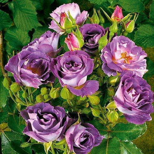 ������ ������ ���� ���������� ��� �� �   ����