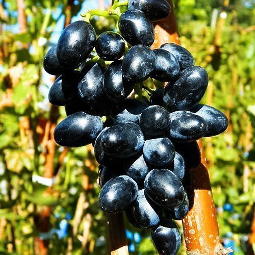 ������ ������ �������� ������ ����   ����