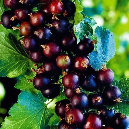 ������ ������ ����� ����   ����