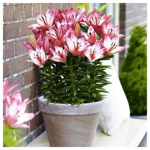 ������ ������ ����� ��������� ��������� �������� ����   ����