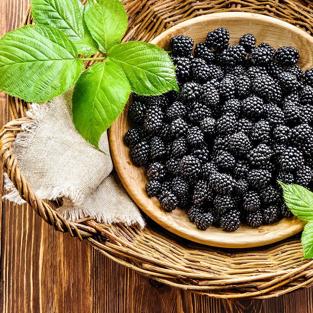 ������ ������ ������� ������������� ������� (������)   ����