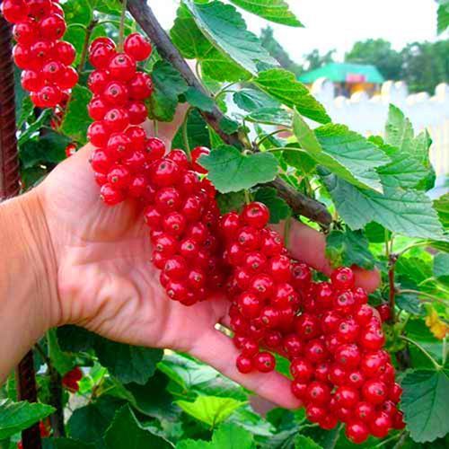 ������ ������ ��������� ������� �����������   ����