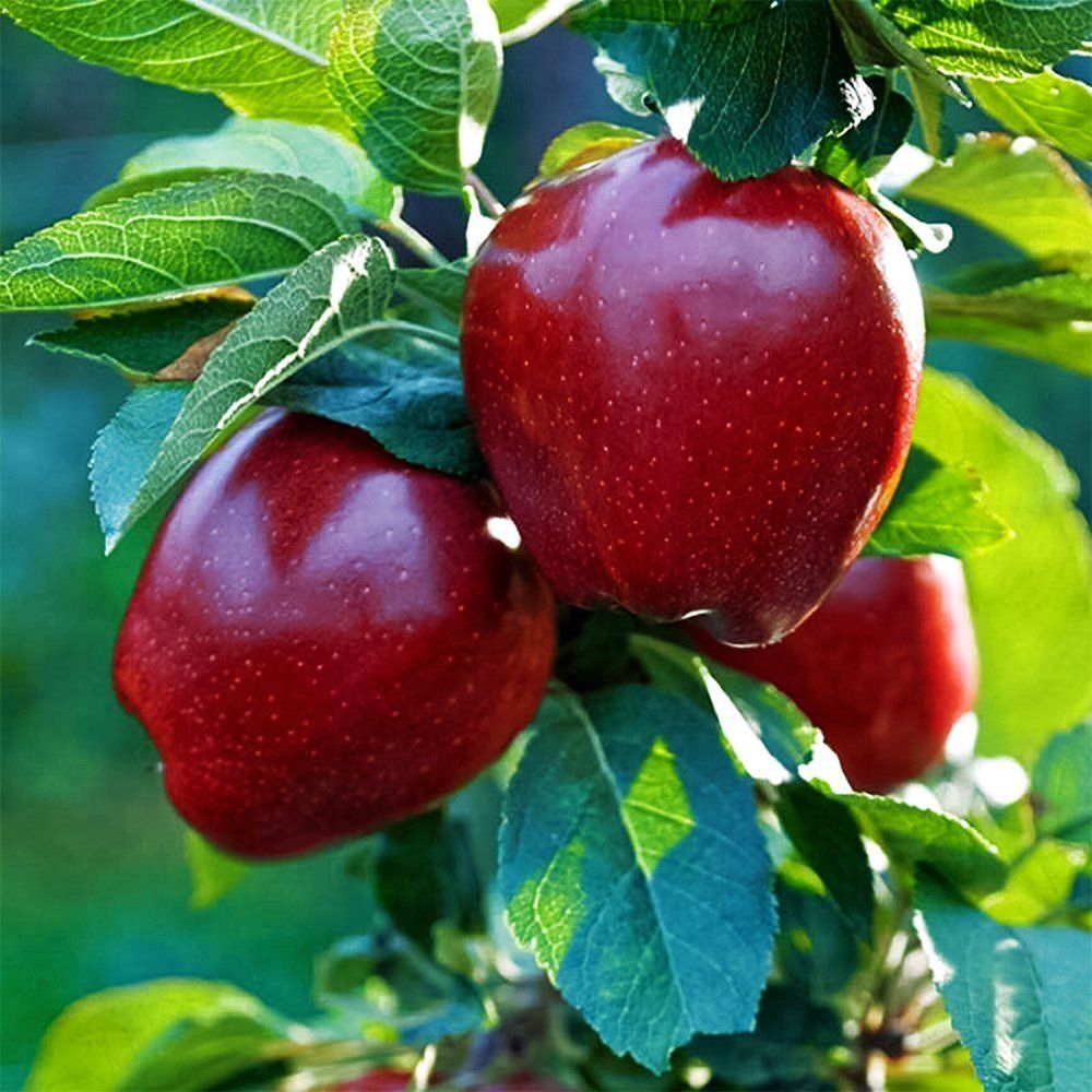 ������ ������ ������ ������� �������   ����