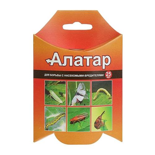 ������ ������ ������, �� ��������� ���������� 25 ��   ����