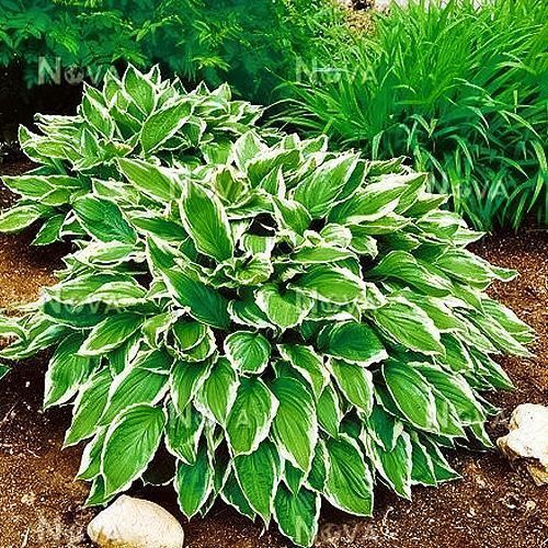 ������ ������ ����� ��������������   ����