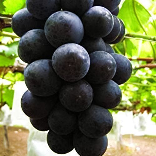 ������ ������ �������� ����������� (����-����)   ����