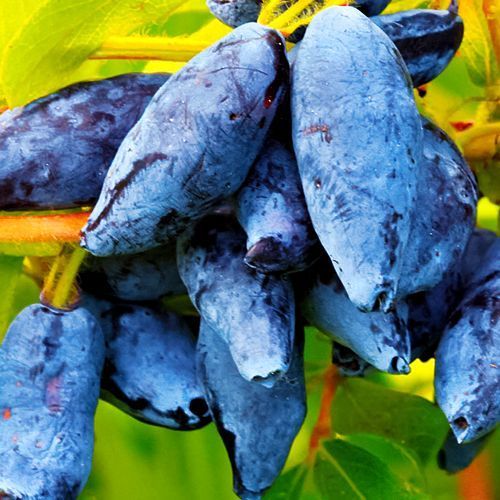 ������ ������ ��������� ��������   ����