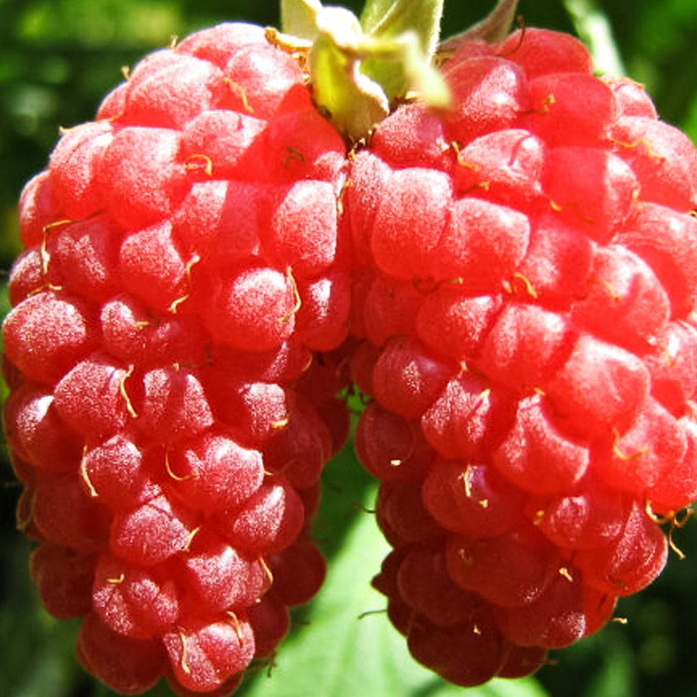 ������ ������ ������ ������������� � �������� ������� ���������   ����