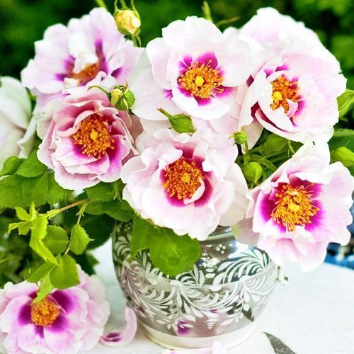 ������ ������ ���� ���������� ��� �� �   ����