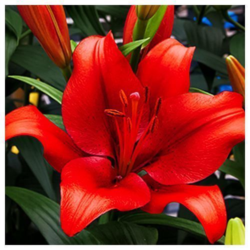 ������ ������ ����� ��-������ ���������   ����