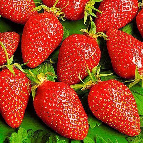 ������ ������ ��������� ������������ (�������������) �����   ����