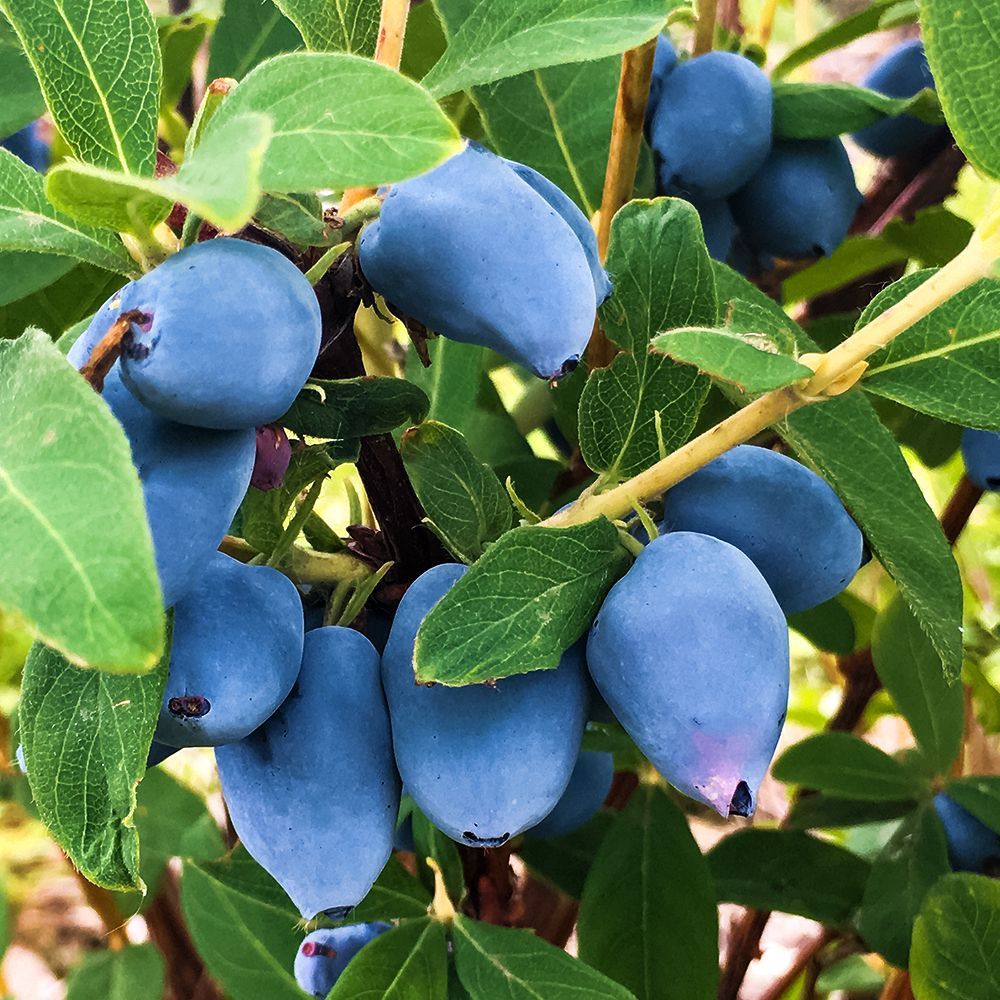 ������ ������ ��������� ��������� ��� ������ ������   ����