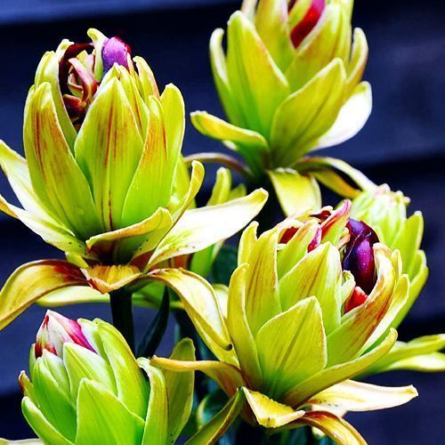 ������ ������ ����� ��������� �������� ������� ����   ����