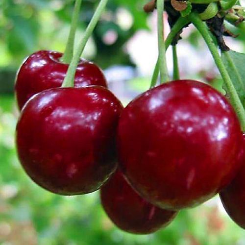 ������ ������ ������� �������   ����