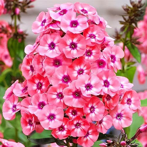 ������ ������ ����� ����������� ������   ����