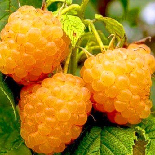 ������ ������ ������ ������������ ������ �������   ����