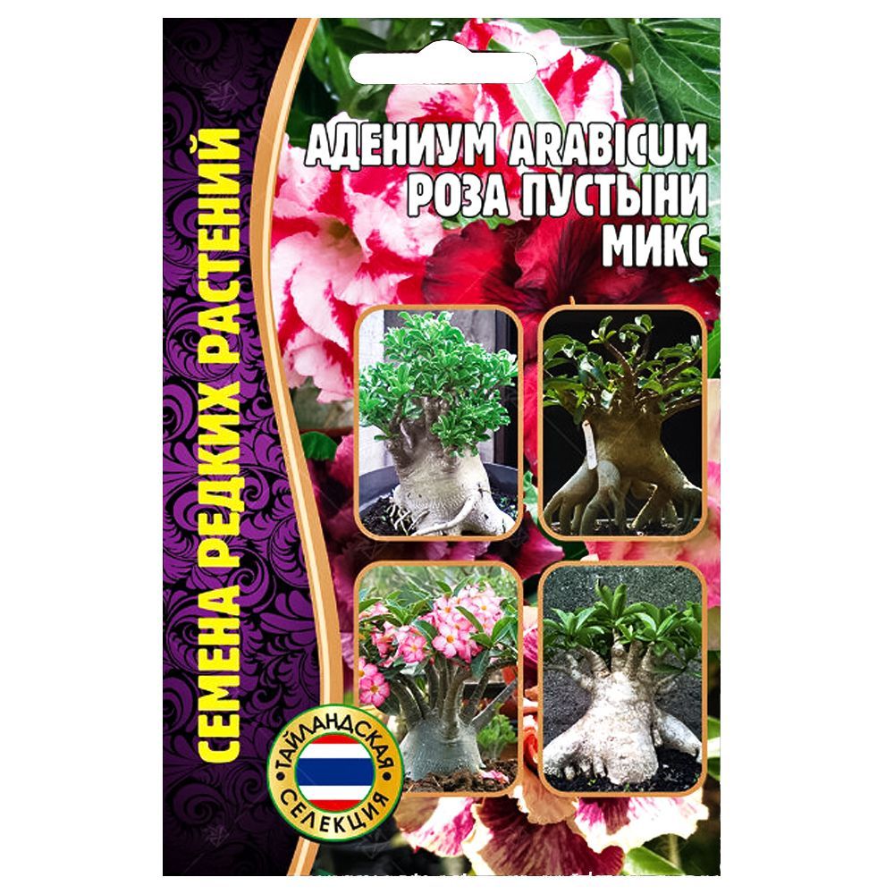 ������ ������ ������� arabicum ���� �������, ����� ������� ������ ������   ����