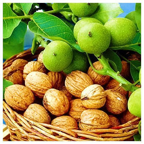 ������ ������ ���� ������� ������������ ������   ����