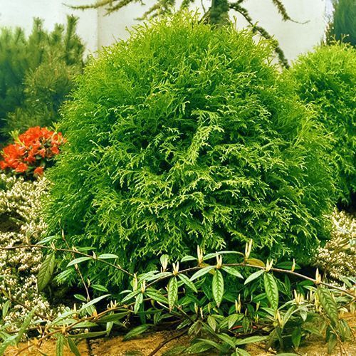 ������ ������ ��� �������� �������   ����