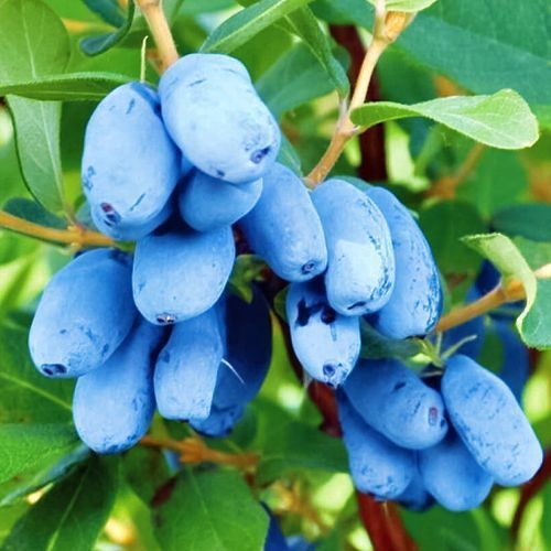 ������ ������ ��������� ��������� ������ ����   ����