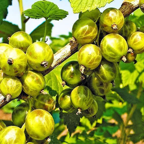 ������ ������ ��������� ������������� ���������� ��������   ����