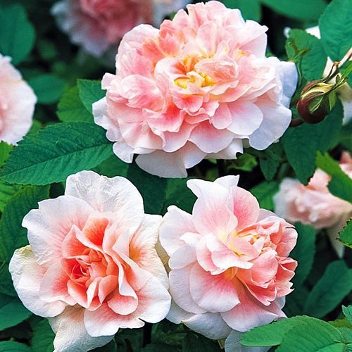 ������ ������ ���� ��������� ������ ��������   ����